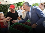 ENEZ’DE COĞRAFİ İŞARETLİ ÇERİBAŞI KİRAZI İÇİN HASAT HEYECANI