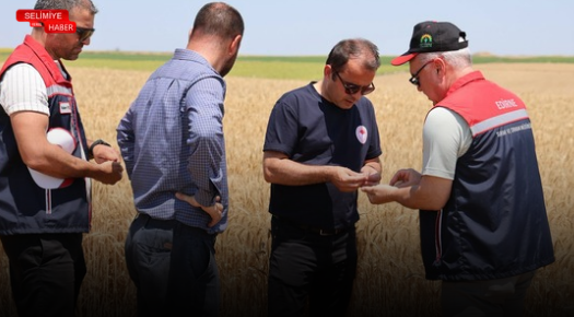 AYÇİÇEĞİ DEMONSTRASYON ALANINDA BUĞDAY HASADI GERÇEKLEŞTİRİLDİ