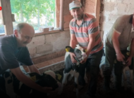KÜÇÜKDÖLLÜK KÖYÜ’NDE HOLSTEIN İNEK ÜÇÜZ BUZAĞI DOĞURDU
