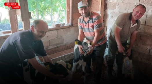 KÜÇÜKDÖLLÜK KÖYÜ’NDE HOLSTEIN İNEK ÜÇÜZ BUZAĞI DOĞURDU