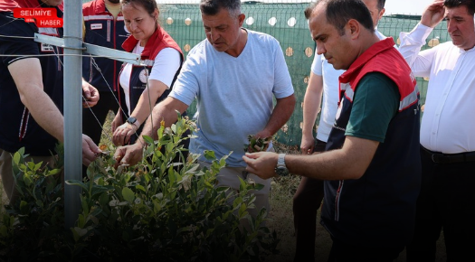 İPSALA’DA YABAN MERSİNİ HASADI BAŞLADI